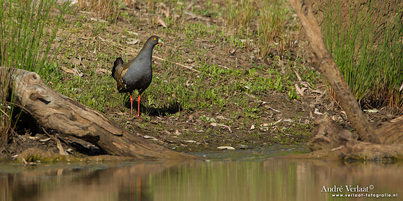 Australisch Waterhoen / Black-tailed Native-hen - Bowra Sanctuary