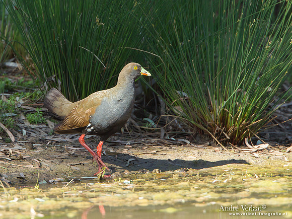 Australisch Waterhoen / Black-tailed Native-hen - Bowra Sanctuary