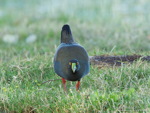 Australisch Waterhoen / Black-tailed Native-hen - Bowra Sanctuary