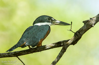 Amerikaanse Reuzenijsvogel / Ringed Kingfisher - Bigi Pan