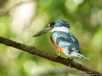 Amerikaanse Reuzenijsvogel / Ringed Kingfisher - Bigi Pan