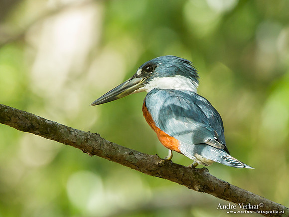 Amerikaanse Reuzenijsvogel / Ringed Kingfisher - Bigi Pan
