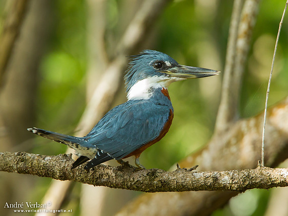 Amerikaanse Reuzenijsvogel / Ringed Kingfisher - Bigi Pan
