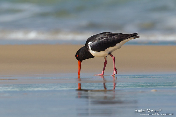 Australische bonte scholekster/ Australian Pied Oystercatcher - Fraser Island