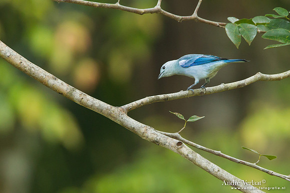 Bisschopstangare / Blue-grey Tanager - Commewijne