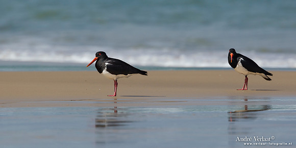 Australische bonte scholekster/ Australian Pied Oystercatcher - Fraser Island