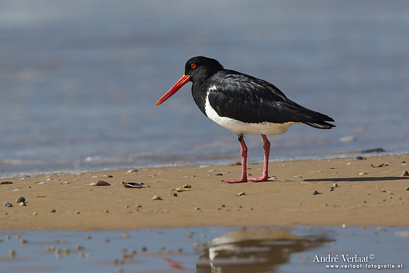 Australische bonte scholekster/ Australian Pied Oystercatcher - Fraser Island