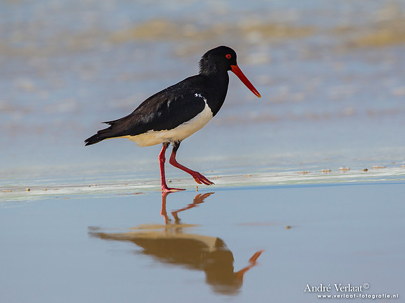 Australische bonte scholekster/ Australian Pied Oystercatcher - Fraser Island