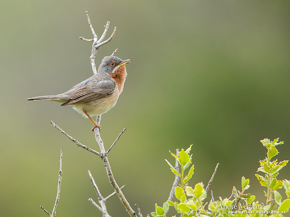 Baardgrasmus / Subalpine Warbler - Lesvos