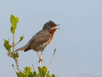 Baardgrasmus / Subalpine Warbler - Lesvos