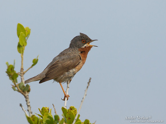 Baardgrasmus / Subalpine Warbler - Lesvos