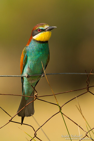 Bijeneter / European Bee-eater - Lesvos