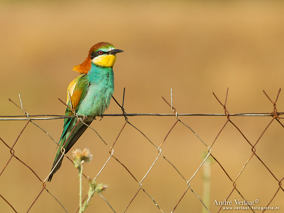 Bijeneter / European Bee-eater - Lesvos