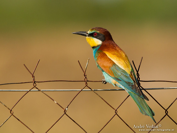 Bijeneter / European Bee-eater - Lesvos