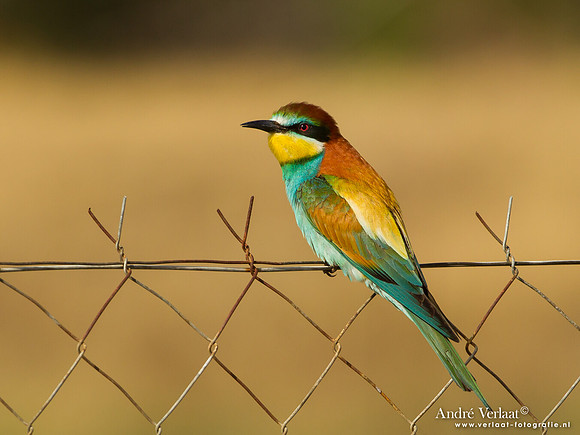 Bijeneter / European Bee-eater - Lesvos