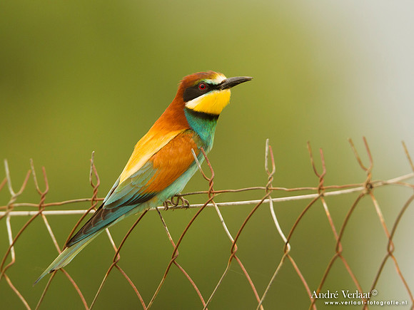Bijeneter / European Bee-eater - Lesvos