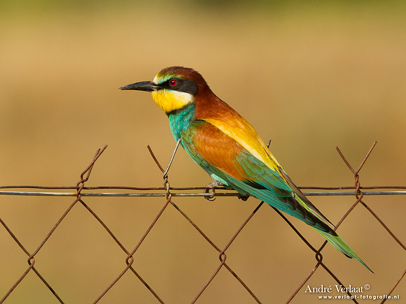 Bijeneter / European Bee-eater - Lesvos