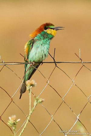 Bijeneter / European Bee-eater - Lesvos