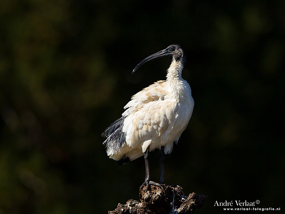 Australische Witte Ibis / Australian White Ibis - Toowoomba