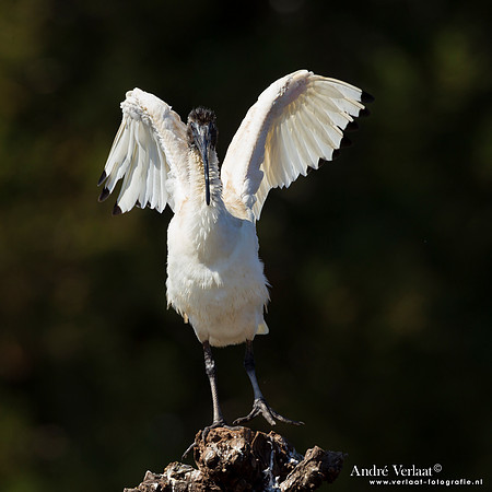 Australische Witte Ibis / Australian White Ibis - Toowoomba