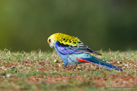Bleekkoprosella / Pale-headed Rosella - Highfields
