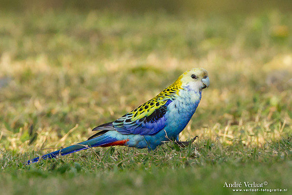 Bleekkoprosella / Pale-headed Rosella - Highfields