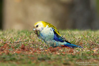 Bleekkoprosella / Pale-headed Rosella - Highfields