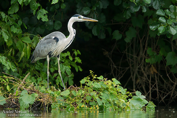 Blauwe Reiger / Grey Heron - Hortobagyi Nemzeti Park