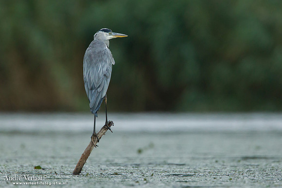 Blauwe Reiger / Grey Heron - Hortobagyi Nemzeti Park