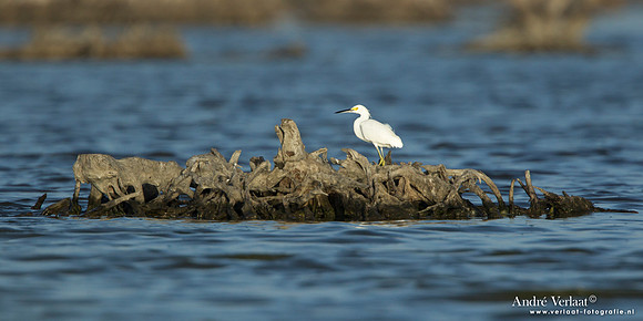 Amerikaanse Kleine Zilverreiger / Snowy Egret - Bigi Pan