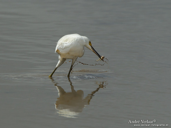 Amerikaanse Kleine Zilverreiger / Snowy Egret - Bigi Pan