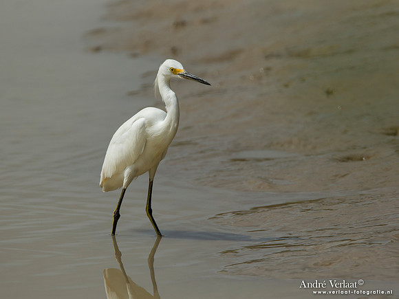 Amerikaanse Kleine Zilverreiger / Snowy Egret - Bigi Pan