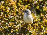 Baardgrasmus / Subalpine Warbler - Lesvos