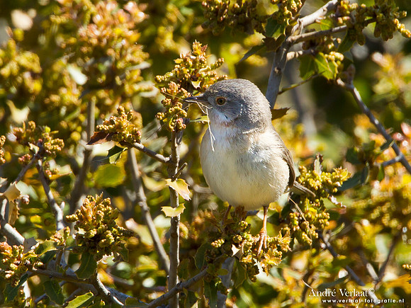 Baardgrasmus / Subalpine Warbler - Lesvos