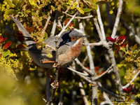 Baardgrasmus / Subalpine Warbler - Lesvos