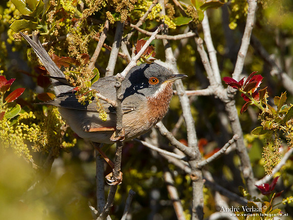 Baardgrasmus / Subalpine Warbler - Lesvos