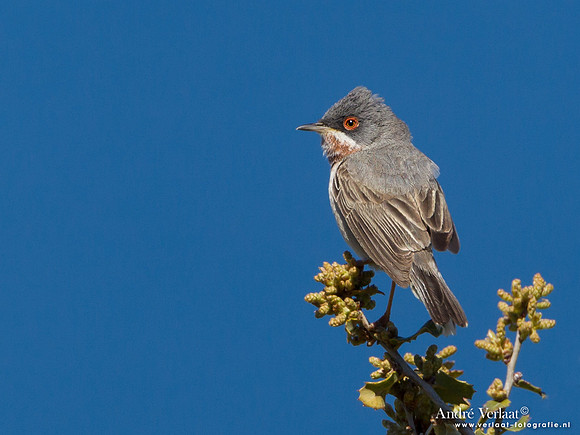 Baardgrasmus / Subalpine Warbler - Lesvos