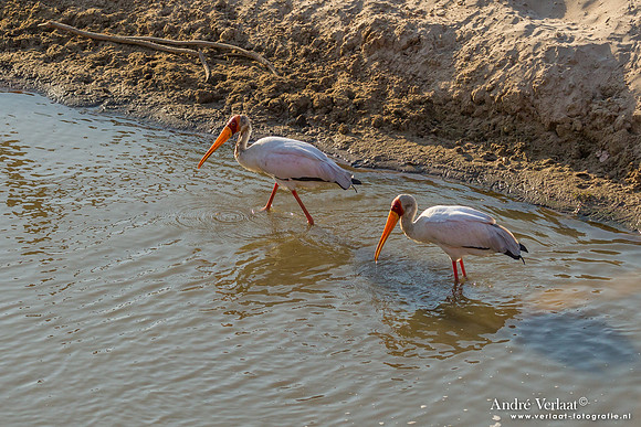 Afrikaanse Nimmerzat / Yellow-billed Stork - South Luangwa NP