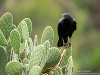 Australische Raaf / Australian Raven