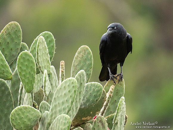 Australische Raaf / Australian Raven - Highfields Qld