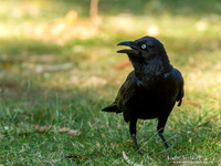 Australische Raaf / Australian Raven - Mataranka NT