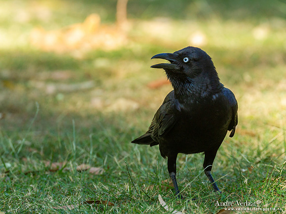 Australische Raaf / Australian Raven - Mataranka NT