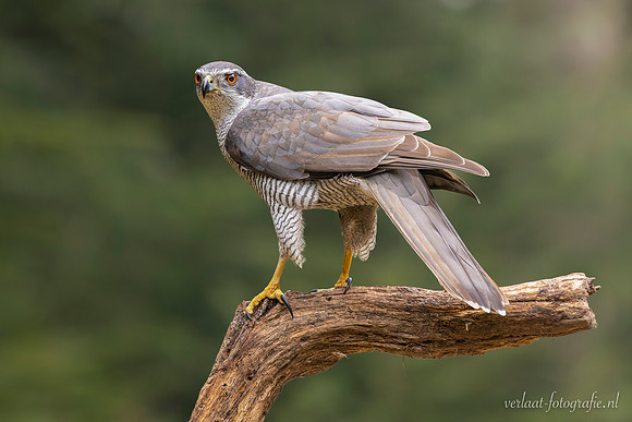 Havik / Northern Goshawk - Oss