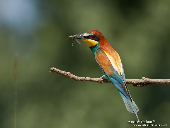Bijeneter / European Bee-eater - Frankrijk