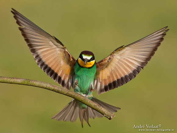 Bijeneter / European Bee-eater - Frankrijk
