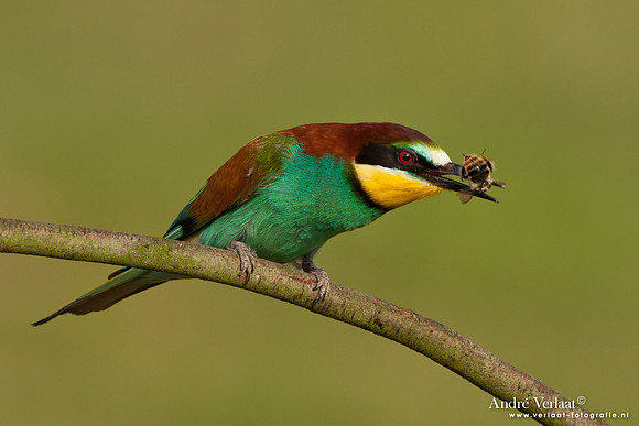 Bijeneter / European Bee-eater - Frankrijk