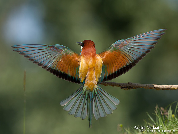 Bijeneter / European Bee-eater - Frankrijk