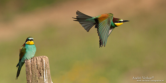 Bijeneter / European Bee-eater - Frankrijk