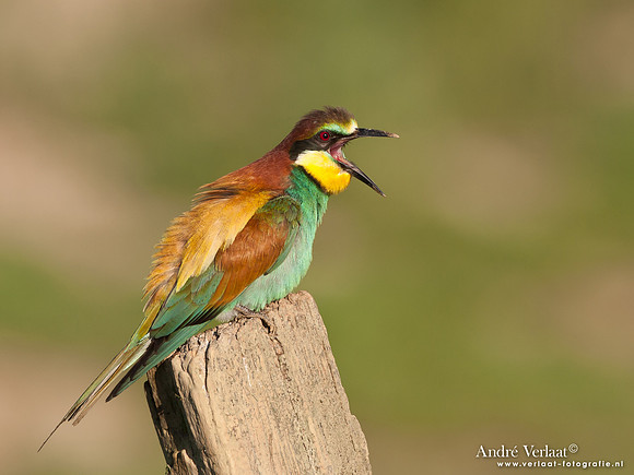 Bijeneter / European Bee-eater - Frankrijk
