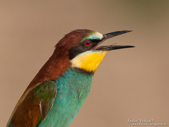 Bijeneter / European Bee-eater - Frankrijk